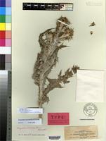 Isotype of Onopordum macracanthum Schousb. var. candidissimum Rouy [family COMPOSITAE]