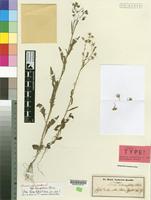 Isosyntype of Senecio aegyptius L. var. discoideus Boiss. [family COMPOSITAE]