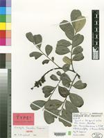 Isotype of Cordyla haraka Capuron [family LEGUMINOSAE-PAP.]