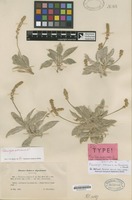 Isotype of Plantago albicans L. var. lanuginosa L.Chevall. [family PLANTAGINACEAE]