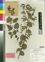 Isotype of Anisopappus marianus Lawalree [family COMPOSITAE]