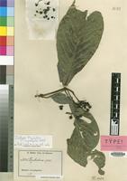 Isotype of Psychotria E.M.A.Petit [family RUBIACEAE]