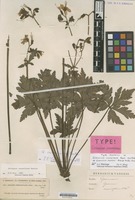 Syntype of Geranium reuteri Aedo & Muñoz Garm. [family GERANIACEAE]