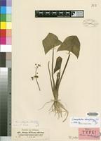 Isotype of Alisma kotschyi Hochst. [family ALISMATACEAE]