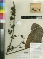 Holotype of Dictyophleba setosa de Hoogh [family APOCYNACEAE]