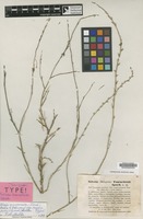 Isotype of Salsola tournefortii Spach [family CHENOPODIACEAE]