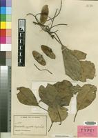 Isolectotype of Terminalia superba Engl. & Diels [family COMBRETACEAE]