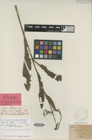 Isotype of Cirsium monspessulanum (L.) All. var. intermedium Willk. [family COMPOSITAE]