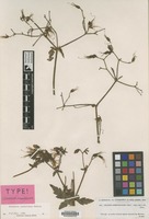 Syntype of Geranium reuteri Aedo & Muñoz Garm. [family GERANIACEAE]