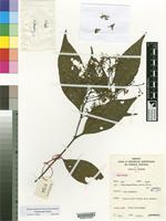 Isotype of Tarenna inops Degreef [family RUBIACEAE]