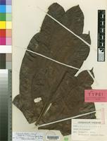 Neotype of Trichoscypha subretusa Engl. & Brehmer [family ANACARDIACEAE]