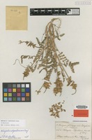 Isotype of Astragalus algarbiensis Bunge [family LEGUMINOSAE-PAP.]