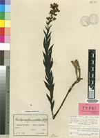 Isotype of Brachycorythis pulchra Schltr. [family ORCHIDACEAE]