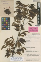 Isotype of Guioa multijuga Welzen [family SAPINDACEAE]