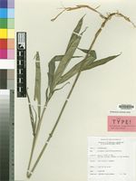 Isotype of Aframomum singulariflorum Dhetchuvi [family ZINGIBERACEAE]