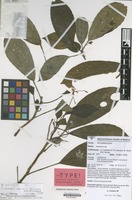 Isotype of Impatiens akomensis S.B.Janssens, Sonké & O.Lachenaud [family BALSAMINACEAE]