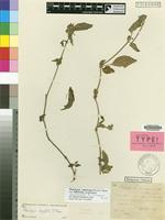 Isolectotype of Phaulopsis inaequalis Pic.Serm. [family ACANTHACEAE]