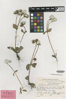 Isotype of Gomphrena phaeotricha Pedersen [family AMARANTHACEAE]