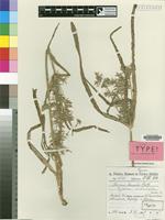 Isotype of Cyperus undulatus Kük. [family CYPERACEAE]
