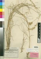 Isotype of Schmidtia glabra Pilg. [family GRAMINEAE]