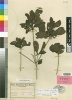 Isotype of Pavetta K.Schum. [family RUBIACEAE]