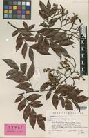 Isotype of Tetraberlinia tubmaniana J.Léonard [family LEGUMINOSAE-CAES.]