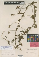 Isotype of Convolvulus hirsutus M.Bieb. var. virescens Boiss. [family CONVOLVULACEAE]