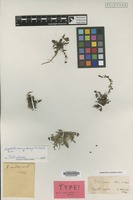Isotype of Beta nana Boiss. & Heldr. [family CHENOPODIACEAE]