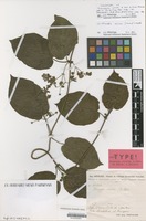 Lectotype of Tacazzea viridis A.Chev. ex Hutch. & Dalziel [family ASCLEPIADACEAE]