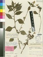 Isotype of Impatiens psychantha Launert [family BALSAMINACEAE]