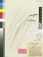 Isotype of Gladiolus zimbabweensis Goldblatt [family IRIDACEAE]