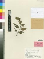 Isotype of Strychnos micans S.Moore [family LOGANIACEAE]