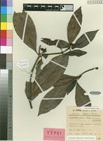 Holotype of Psychotria E.M.A.Petit [family RUBIACEAE]
