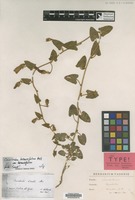 Isotype of Convolvulus hirsutus M.Bieb. var. virescens Boiss. [family CONVOLVULACEAE]