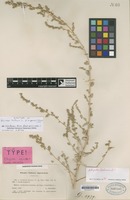 Isotype of Atriplex halimus L. f. argentea L.Chevall. [family CHENOPODIACEAE]