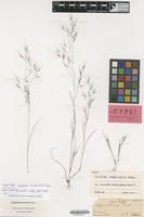 Syntype of Aristida scabrivalvis Hack. [family GRAMINEAE]