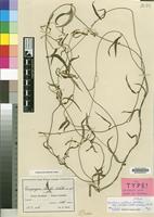 Isotype of Ceropegia adolfi Schltr. ex Werderm. [family ASCLEPIADACEAE]