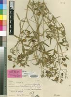 Lectotype of Crotalaria barnabassii Dinter ex Baker f. [family LEGUMINOSAE-PAP.]