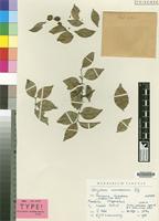 Isotype of Strychnos usambarensis Gilg [family LOGANIACEAE]