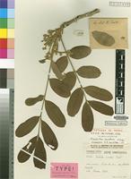 Isotype of Trichilia emetica Vahl subsp. suberosa J.J.de Wilde [family MELIACEAE]