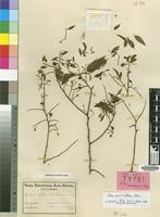 Isosyntype of Olax stuhlmannii Engl. [family OLACACEAE]