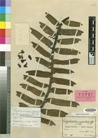 Isotype of Calyptrochilum orientale Schltr. [family ORCHIDACEAE]
