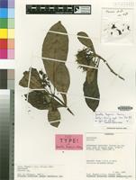 Isotype of Pavetta S.D.Manning [family RUBIACEAE]