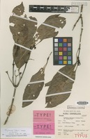 Isotype of Psychotria chalconeura (K.Schum.) E.M.A.Petit var. montana E.M.A.Petit [family RUBIACEAE]