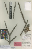 Paratype of Acacia densispina Thulin [family LEGUMINOSAE-MIM.]