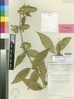 Isotype of Phaulopsis symmetrica M.Manktelow [family ACANTHACEAE]