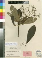 Isotype of Rauvolfia leucopoda K.Schum. [family APOCYNACEAE]