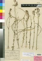 Isotype of Cleome scheffleri Briq. [family CAPPARACEAE]