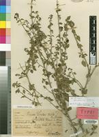 Isotype of Tinnea juttae Dinter [family LABIATAE]
