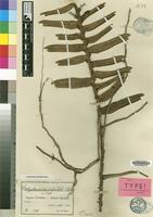 Isotype of Calyptrochilum orientale Schltr. [family ORCHIDACEAE]